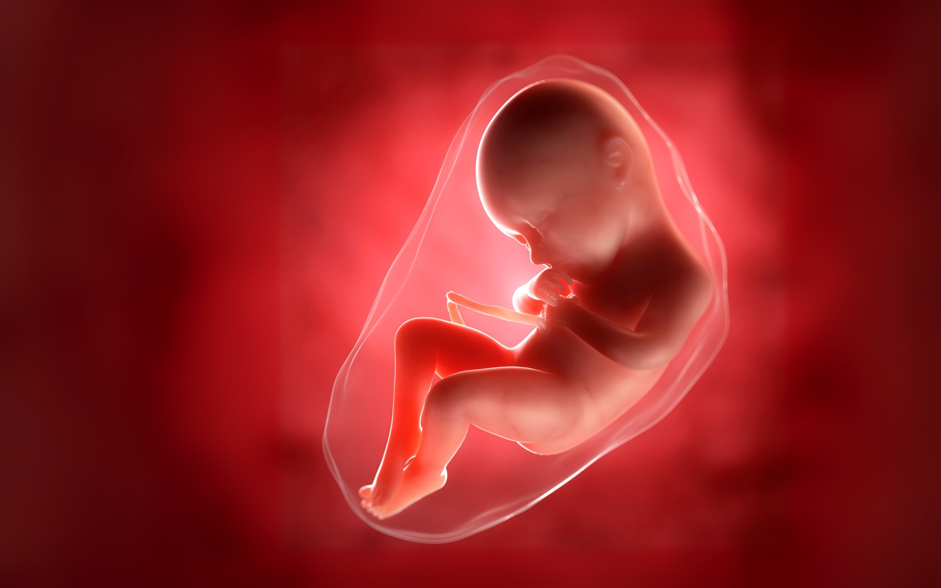 Embryo im Mutterleib