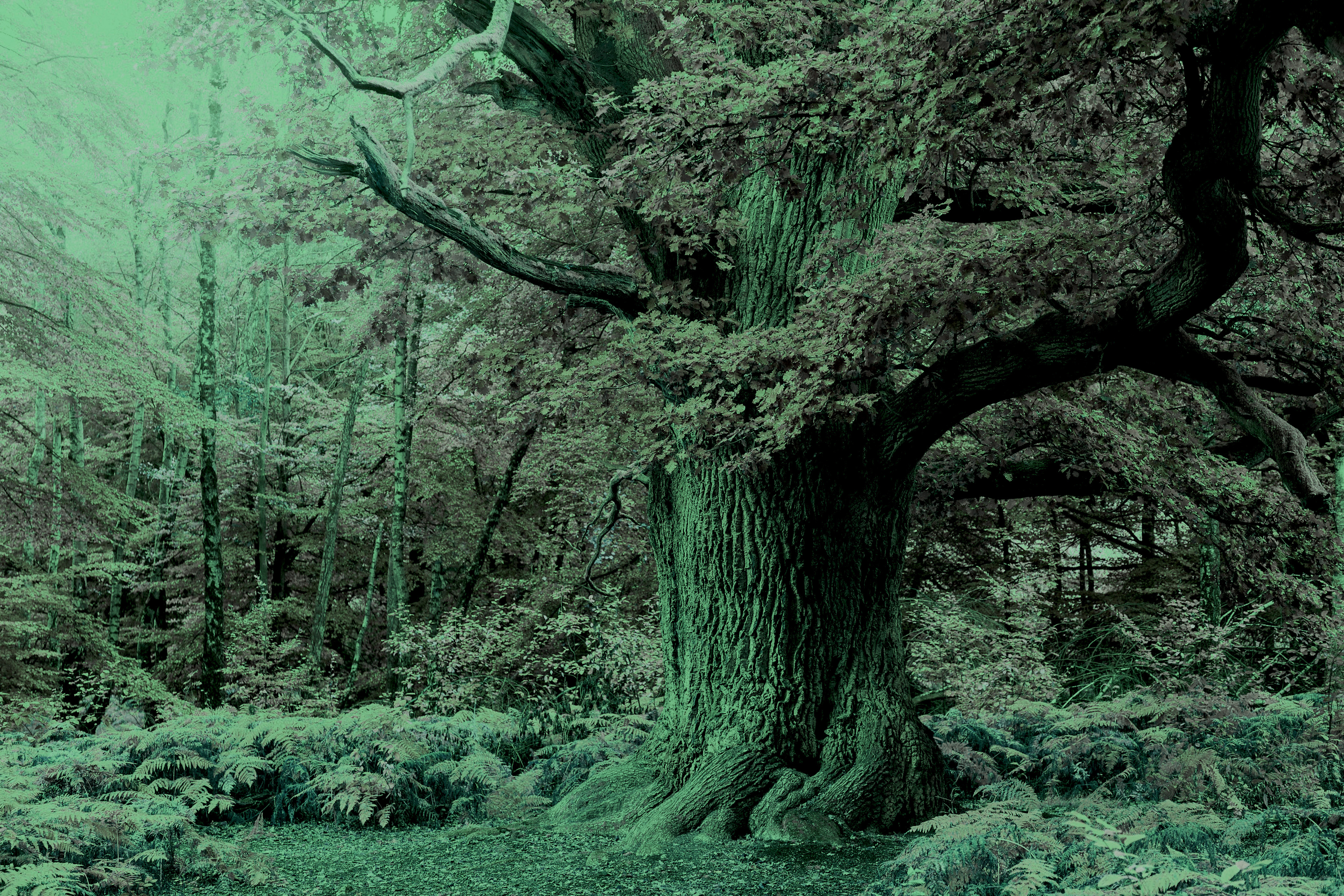 Hutebaum im Urwald Sababurg, Reinhardswald in Hessen