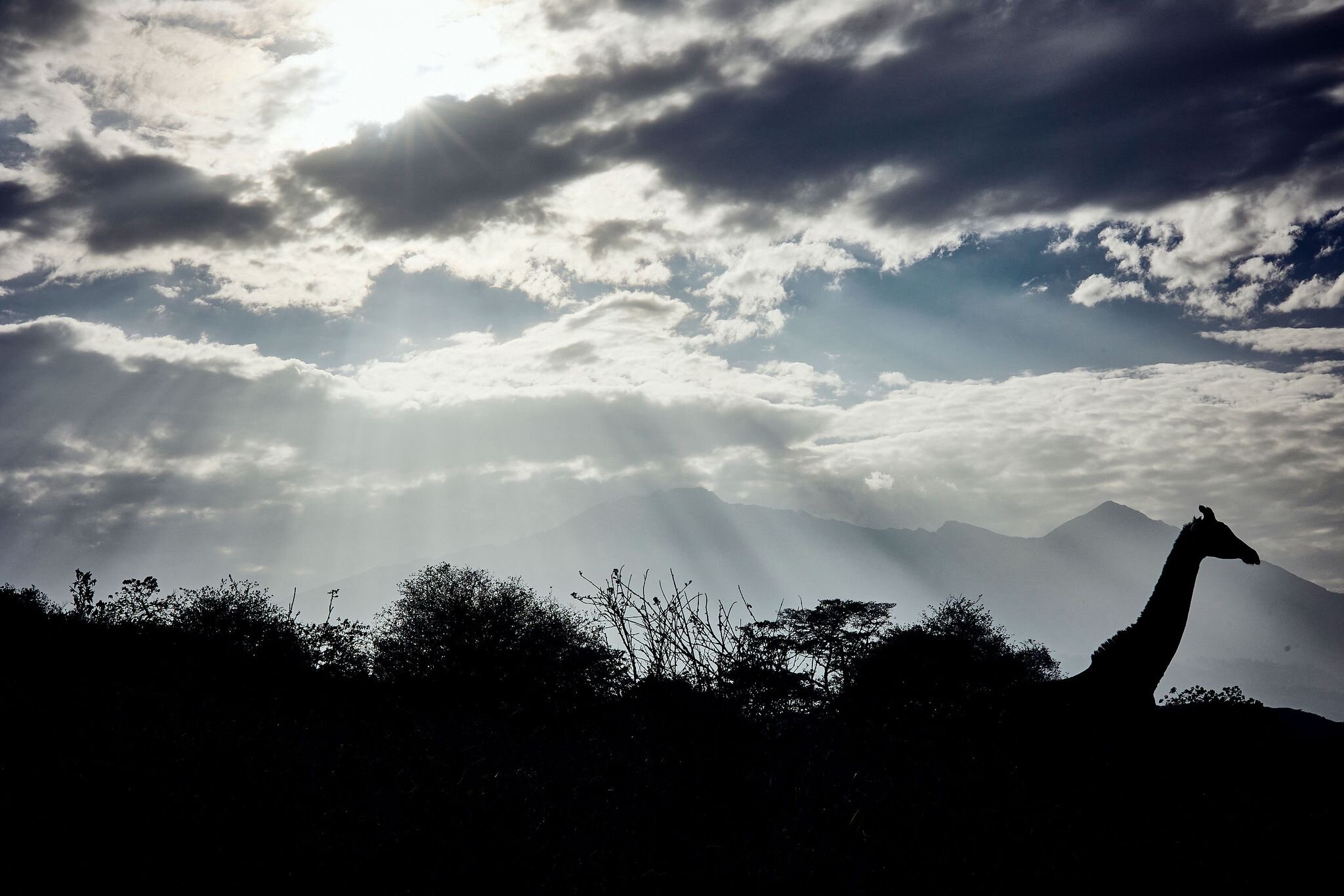 Giraffe im ostafrikanischen Busch, 2026