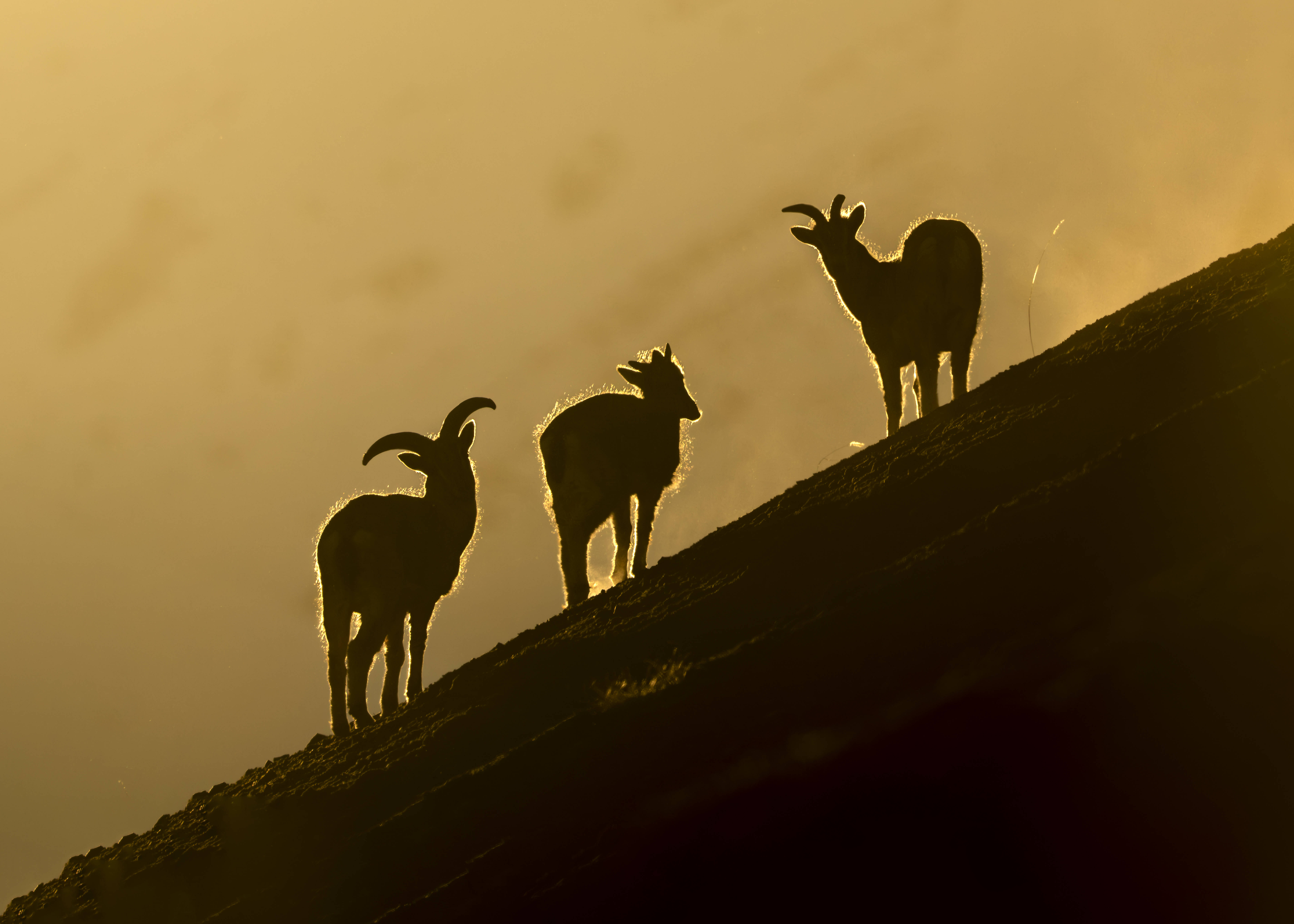 Silhouetten von Blauschafen auf einem Berghang: Ruhe bewahren, langfristig ging es an der börse immer noch nach oben