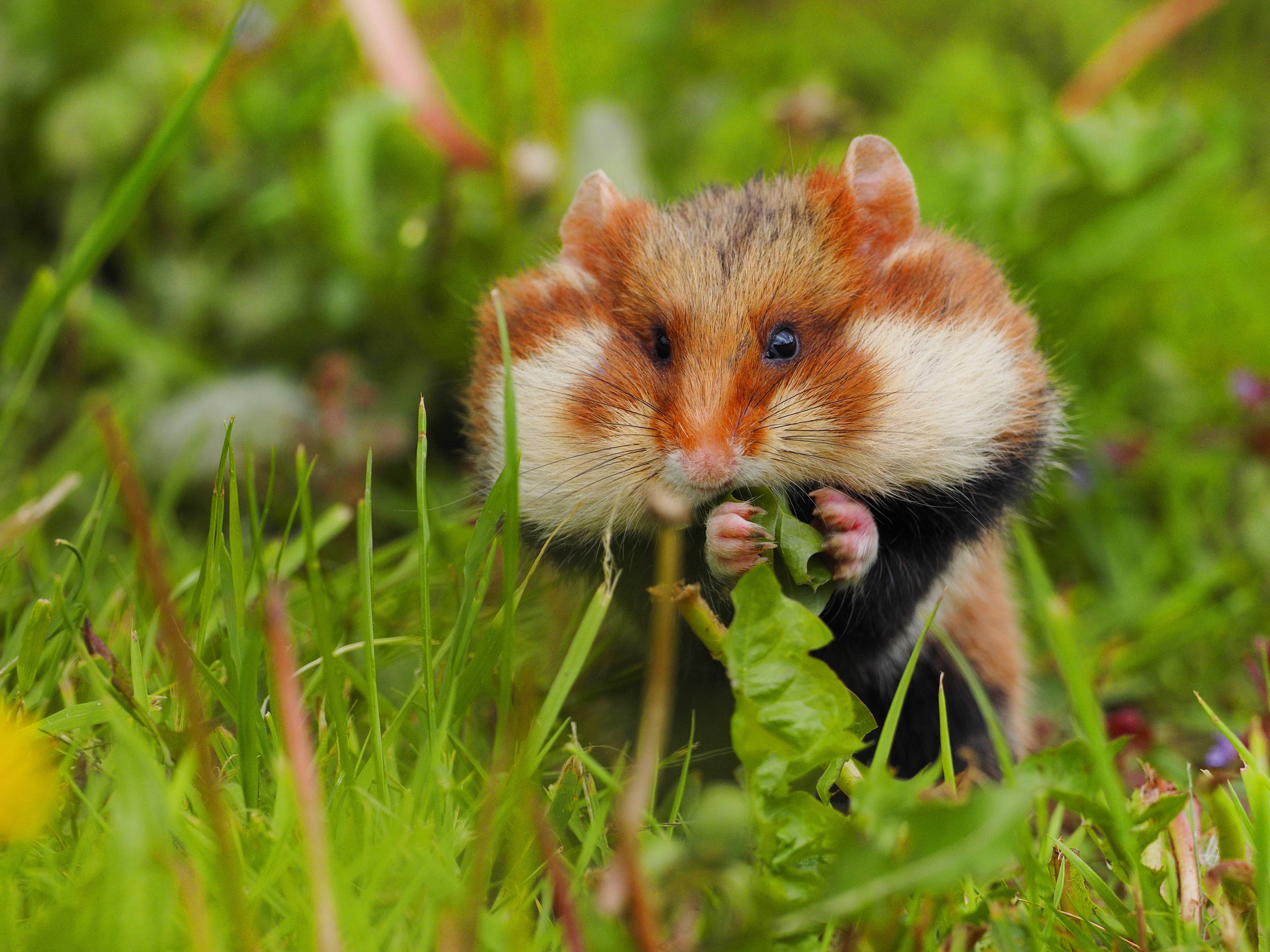 Feldhamster bei der Nahrungsaufnahme