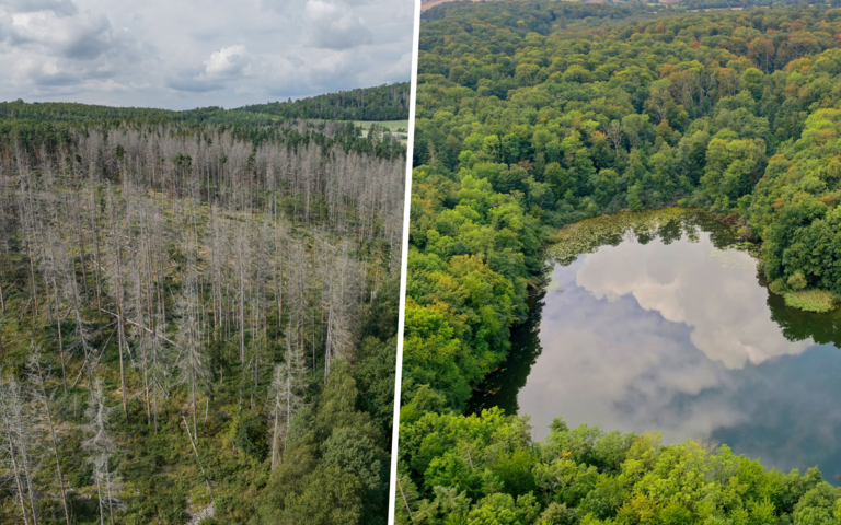Kranker Wald (l.), gesunder Wald