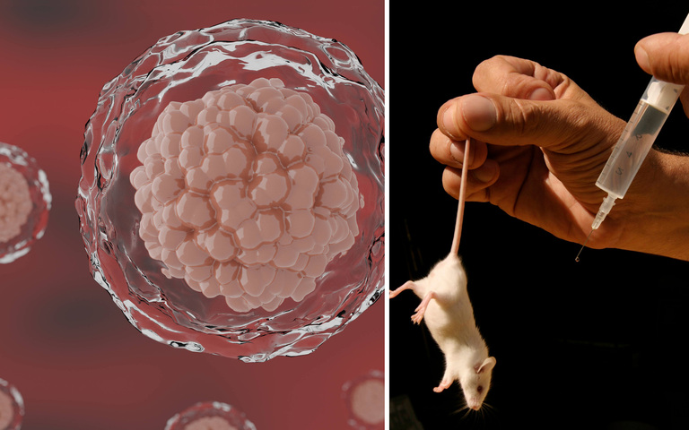 Embryonale Stammzellen (l.), Tierversuche (r.)