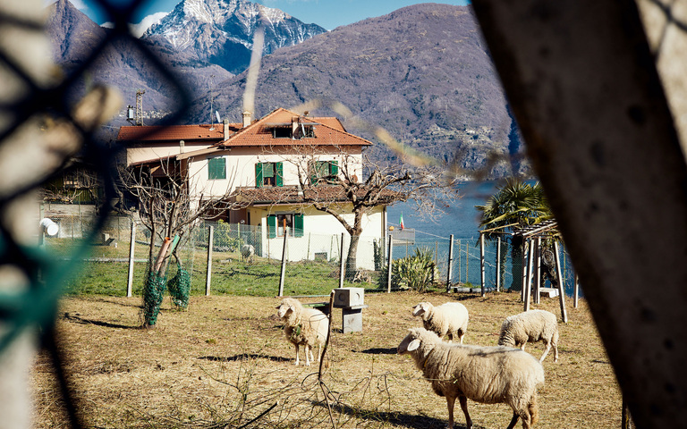 Schafhaltung auf Grundstück an einem See in den Alpen