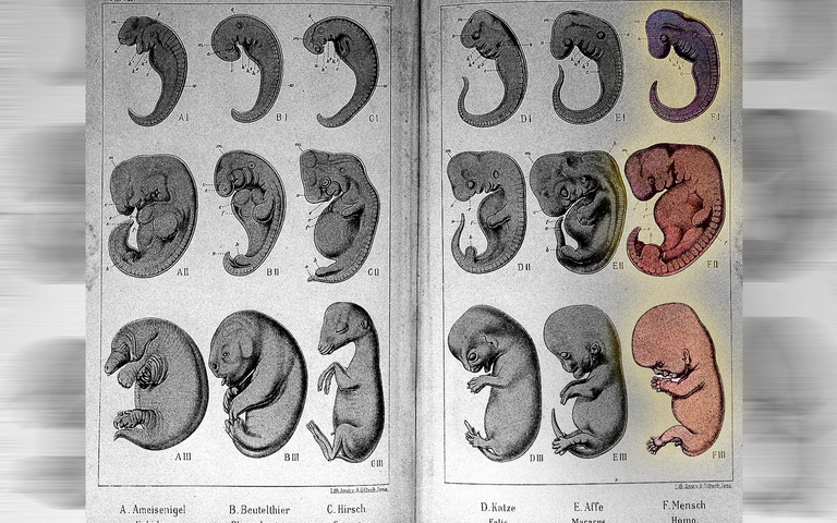 „Keime von sechs Säugetieren auf drei Entwicklungsstufen“, Schaubild aus „Natürliche Schöpfungsgeschichte“ von Ernst Haeckel, 9. Aufl. 1898