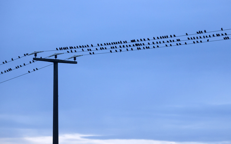 Vögel auf einer Stromleitung in Neustadt (Rheinland-Pfalz)