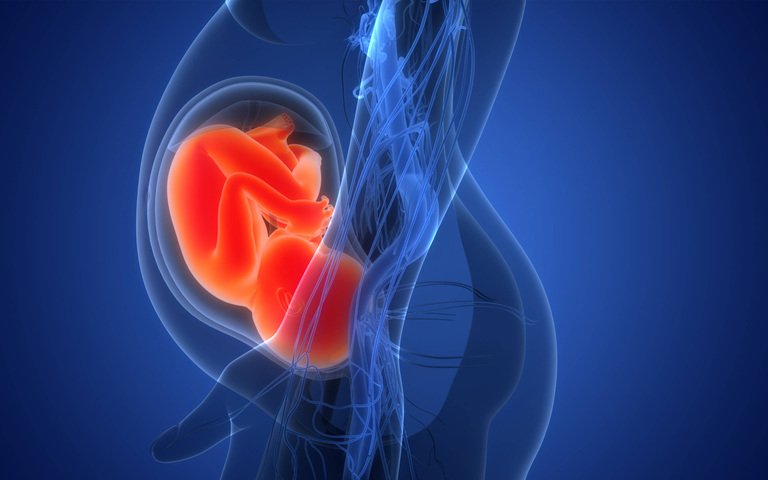 3D-Illustration eines Fötus im Mutterleib