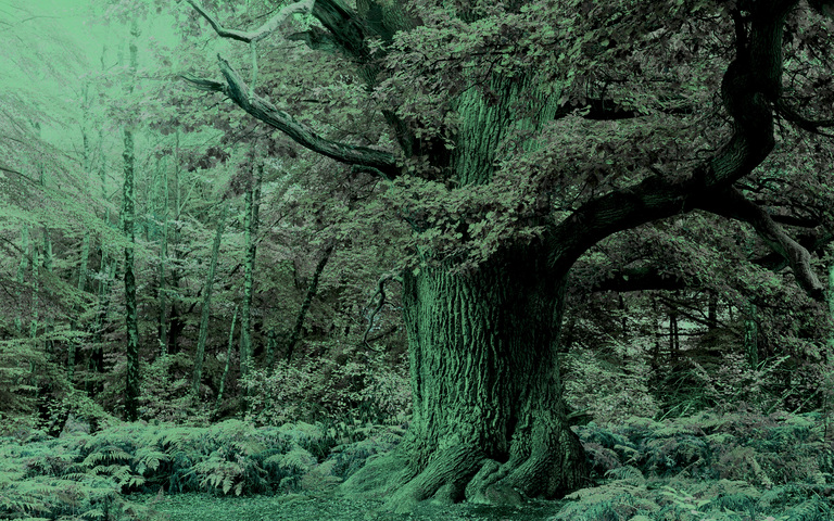 Hutebaum im Urwald Sababurg, Reinhardswald in Hessen