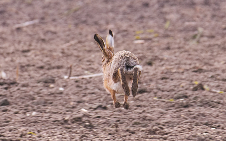 Feldhase (Lepus europaeus)