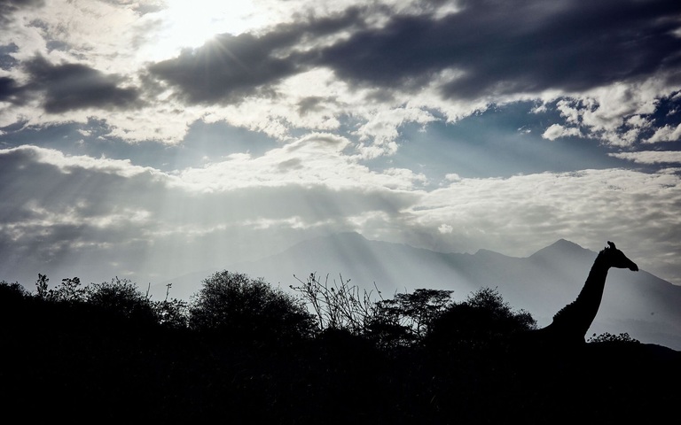 Giraffe im ostafrikanischen Busch, 2026