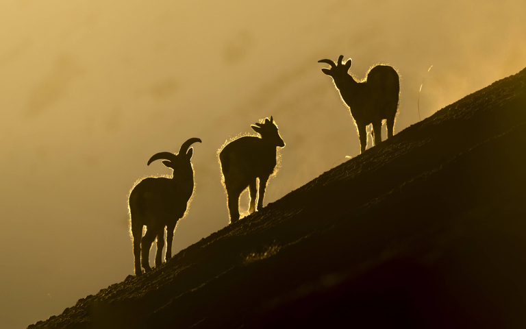 Silhouetten von Blauschafen auf einem Berghang: Ruhe bewahren, langfristig ging es an der börse immer noch nach oben