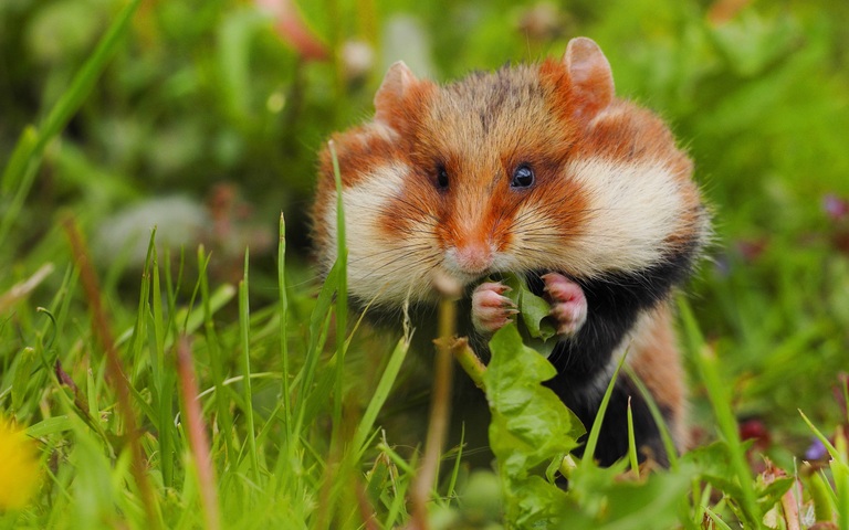 Feldhamster bei der Nahrungsaufnahme