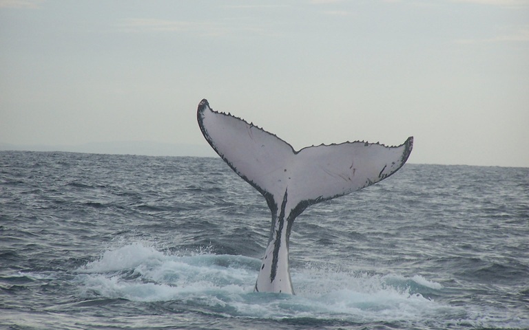 Schwanzflosse eines Buckelwals im Meer