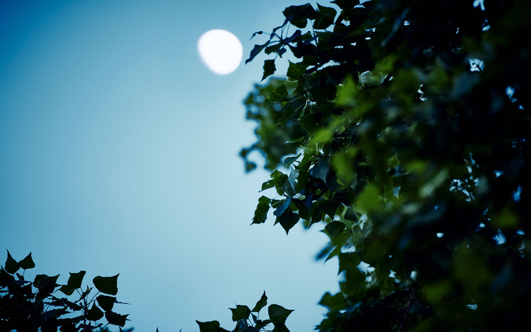 Mond hinter einem Baum